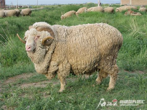 中國廣西 羊型